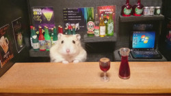 the-vortexx:  Hamsters as shopkeepers!  