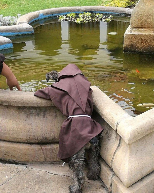 feanorinleatherpants: archiemcphee: Meet Friar Bigotón (Friar Moustache), aka Brother Carmelo