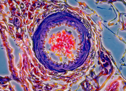 currentsinbiology:  Rat Mammary Gland Capillary