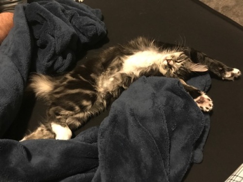 unflatteringcatselfies:  Cherry loves sleep pt.2sh