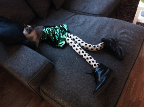 XXX tastefullyoffensive:  Cats Wearing Tights photo