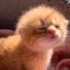 catdabi