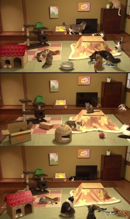 eu-lette:  disgustinganimals:  rabbivole:  piddlebucket:  superattacku:  Last night at 10pm EST, GooglePlay streamed a real life version of their popular phone game “Neko Atsume”, placing cats that looked the same as the one in the game into a room