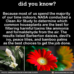 awkward-ravby:  did-you-kno:  Because most of us spend the majority  of our time indoors, NASA conducted a  Clean Air Study to determine which  common houseplants are the best for  filtering harmful toxins like ammonia and formaldehyde from the air.  