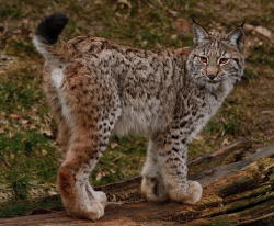 llbwwb:  (via 500px / LYNX by Steven Hindon)