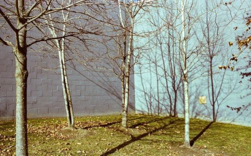 Trees - Allston, Boston, MA (35mm film - Fujicolor 400h) - March 2020 . . . #film #filmphotography #