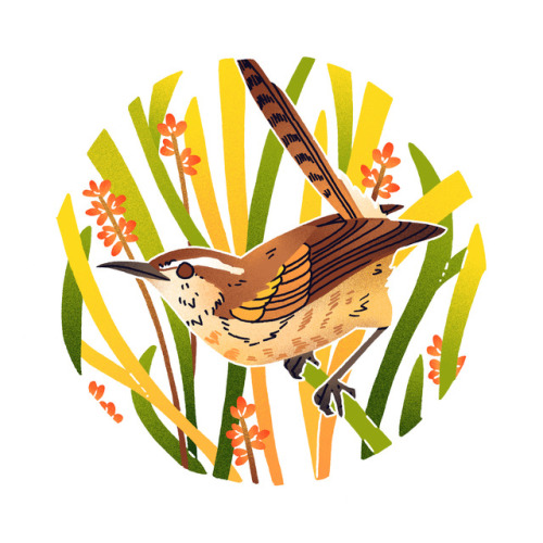 theemilydahl:Carolina Wren