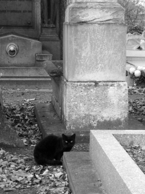 Checiotola (Italian, based Avellino, Campania, Italy) - Cemetery Cat, 2006, Photography