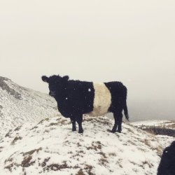 lucilfere:  pagewoman:  Belted Galloway,
