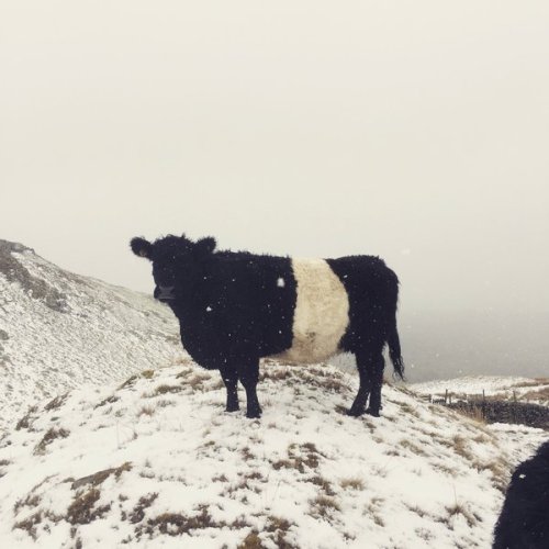 pagewoman:Belted Galloway, Yorkshire Dales, Englandby Hill Top Farmgirl