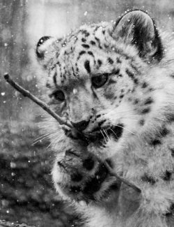 sweetened-lies:  Baby snow Leopard 