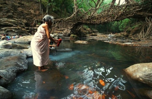 Banyam root bridge over river, Tripura,India