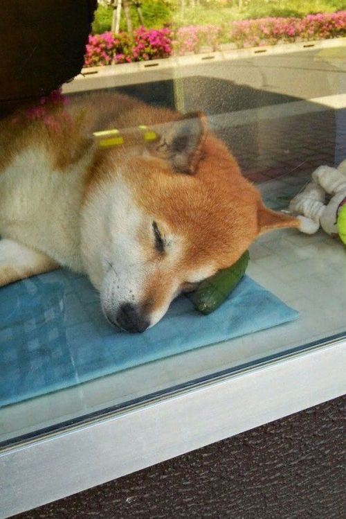 babyanimalgifs: Shiba lives and is “employed” at a little cigarette shop in Japan. he opens the window and greets customers