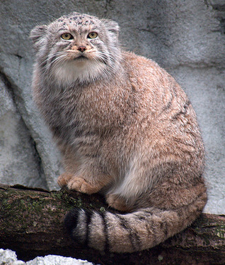 jack-the-lion:  starlightdragon:  bunjywunjy:  crystallinecrow:  slusheeduck:  im-fairly-whitty:  fizzy-dog:  i love cats you have long cat (serval) ear cat (sand cat) small evil cat (black footed cat) spherical cat (pallas cat) cat who probably watches