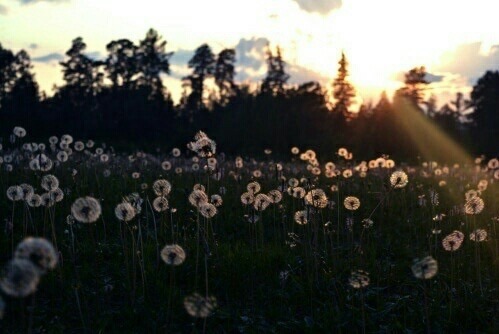 Lovely