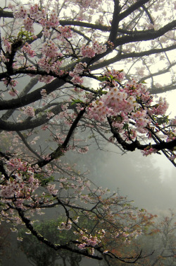 floralls:    (via DSC_0201 | Flickr - Photo