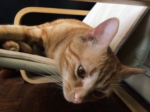 My Cat Is Sleepy Or Planning A Crime There Is No In Between