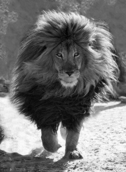 Gaddamn look at that mane