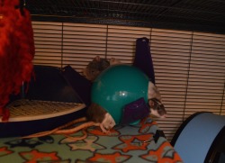 tinypawpets:  karasratworld:  Guys we have discovered the max capacity of the space pod. All 7 were in there because I was cleaning and took out all the hammocks (and apparently they are incapable of waiting 30 minutes to sleep in something) AND IT FELL!