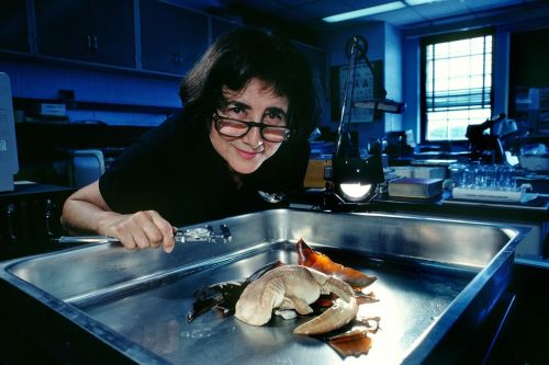 chasinglinnaeus:&lsquo;Shark Lady&rsquo; Eugenie Clark, Famed Marine Biologist, Has DiedA pi