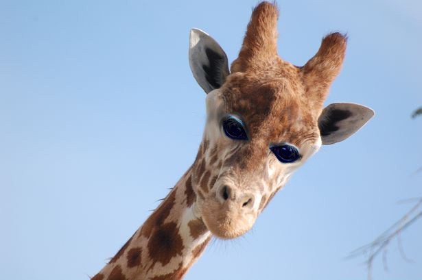 tastefullyoffensive:  Animals with front-facing eyes are the stuff of nightmares.