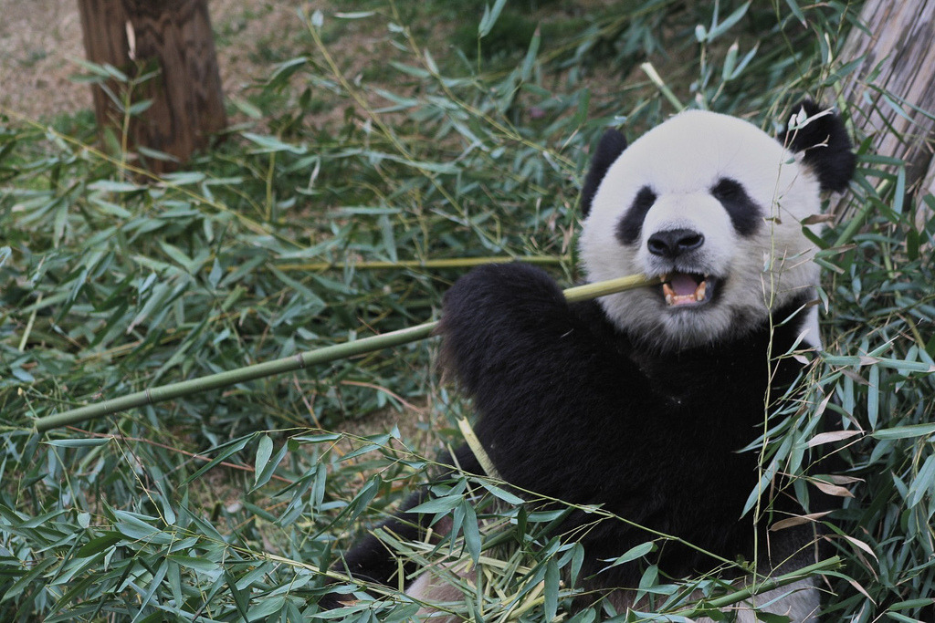 giantpandaphotos:  © Nina C. 