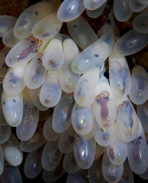luisgpiercing:  amselpick:  Octopus EggsVisit Amselcom  Sooo cute 