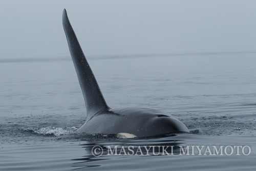 Various photos of Japanese Orca in the Nemuro Straight and Sea of Okhotsk by Masayuki Miyamoto.