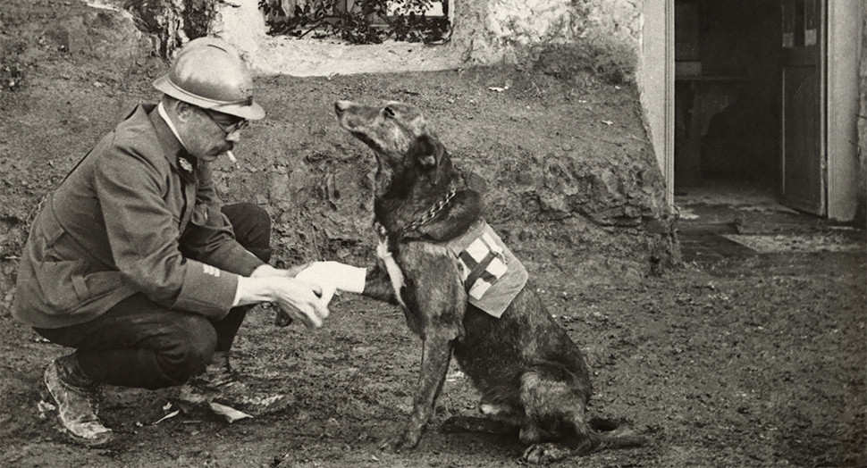  An Allied soldier bandages the paw of a Red Cross working dog in Belgium during