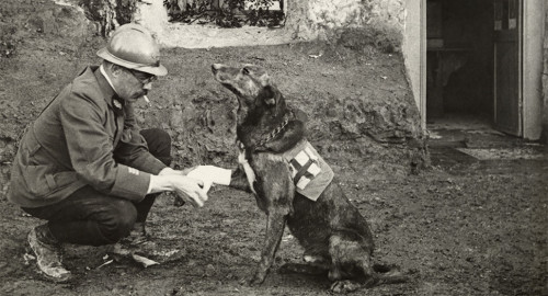 Porn photo  An Allied soldier bandages the paw of a