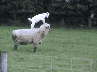 sigardaa:gifsboom:Goat climbing on Ram. [video]@circlesmadeofglass
