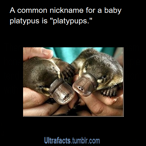 ultrafacts:  Source For more facts, Follow Ultrafacts
