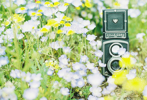 floralls:by leaf**