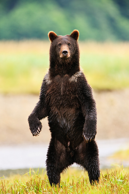 earthandanimals:   What’s Up? by Ray Bulson  