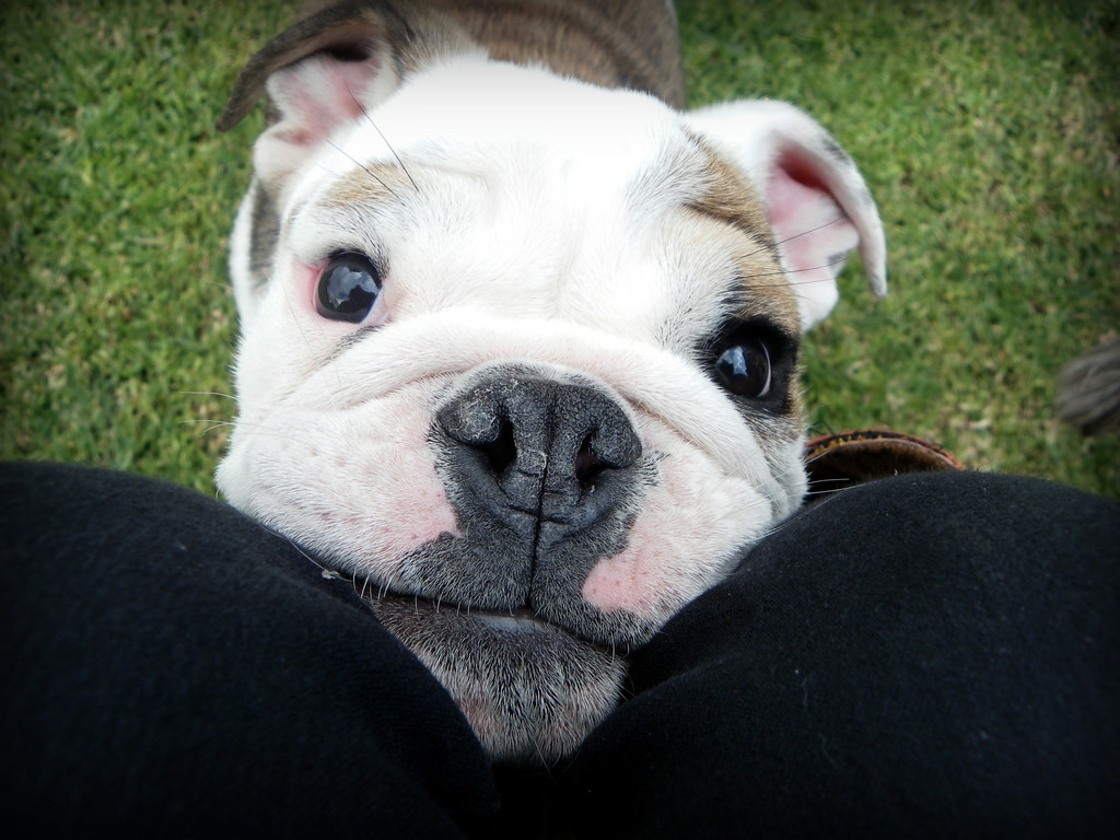 English Bulldog Love