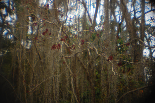 &ldquo;EL bosque encantado·&rdquo;