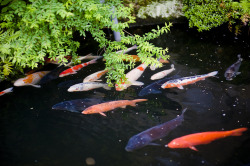 dreams-of-japan:Takayama Koi by children