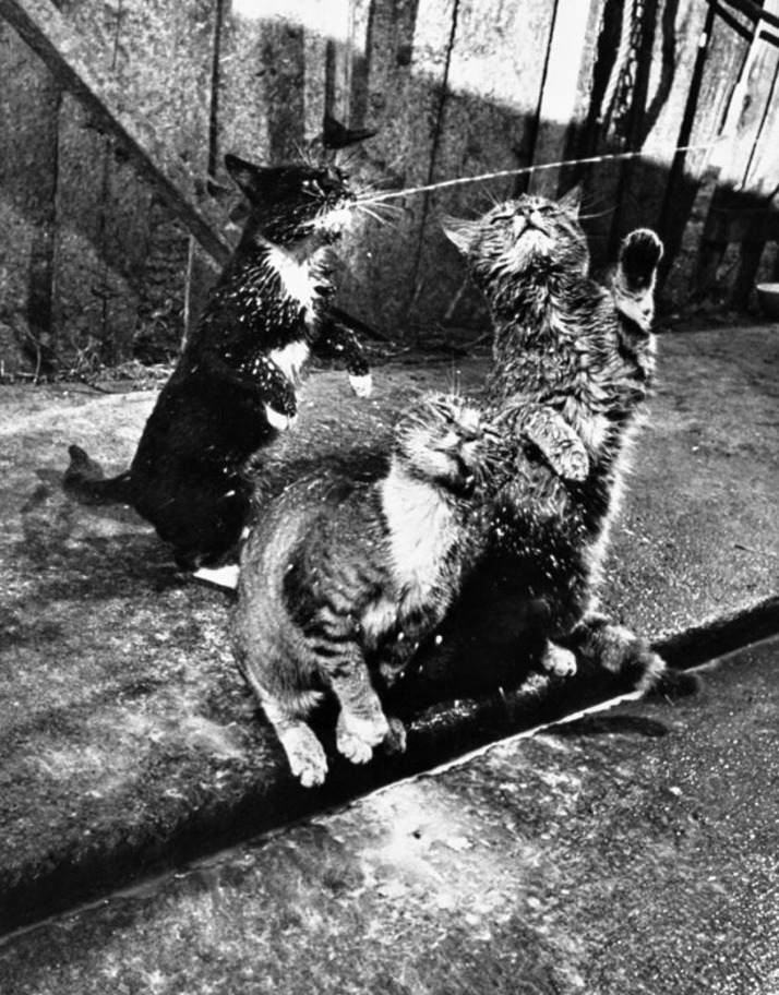 Nat Farbman - Brownie gets the milk as Blackie waits his turn, 1954.