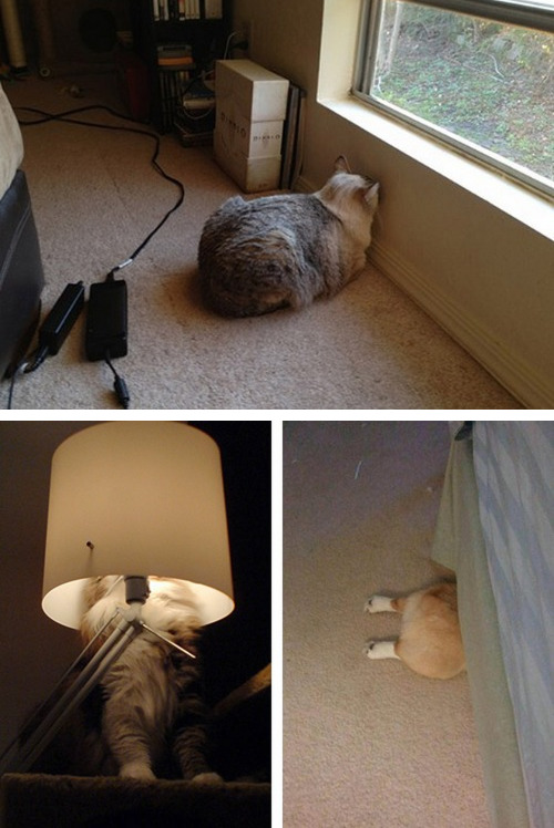 tastefullyoffensive:  Pets Who Are Terrible at Hide and Seek [via]Previously: Kids Who Are Terrible at Hide and Seek 