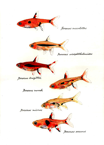 simonsaquascapeblog: Fish: borarasThese are the best fish for your nanos. Learn more about them in t