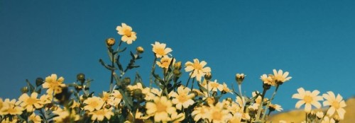 Spring's Dawn