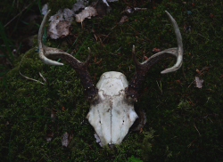 vainajala:  Deer skull 