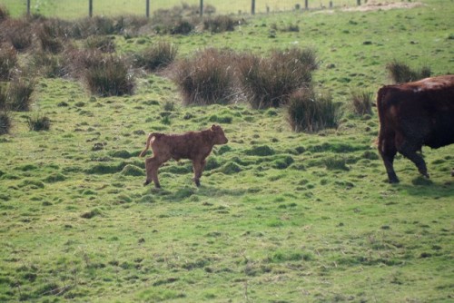 There are still no lambs to be seen in the fields. Yesterday we did a full patrol of the farm’