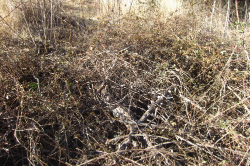 February 2016 - Future Orchard (once this mess is dealt with)This is why I’m not wild about invasive