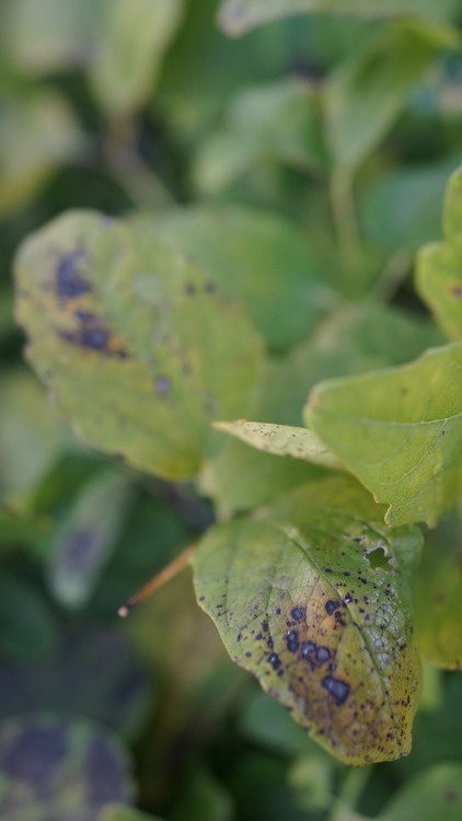 花ひろばオンラインの植物管理のウンチク 葉にシミが出ていますが病気ですか 園芸q A 花ひろばオンラインの植物管理のウンチク 葉にシミが出ていますが病気ですか 園芸q A
