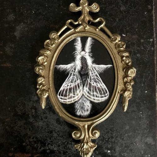 Small “Large Tolype Moth” Painting // GhostWolfHandmade