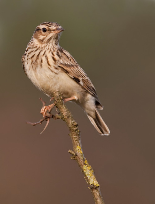 Woodlark (Lullula arborea) &gt;&gt;by Paul Cools