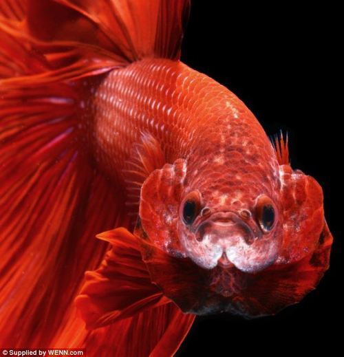  why i hate betta fish, and other thoughts about my mom 