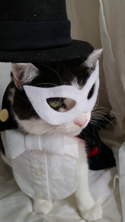 timeywimeyjedi:  I finally finished Cosmo’s Tuxedo Mask costume! 💗🎩🐈🌹💗 