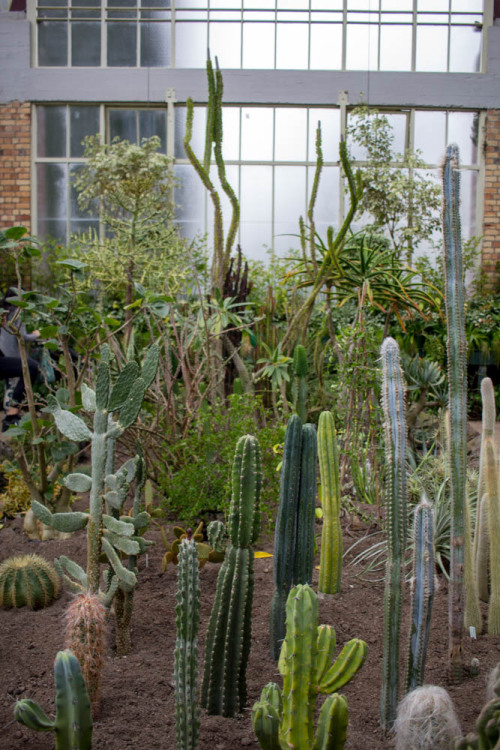 Wintergardens at Auckland Domain